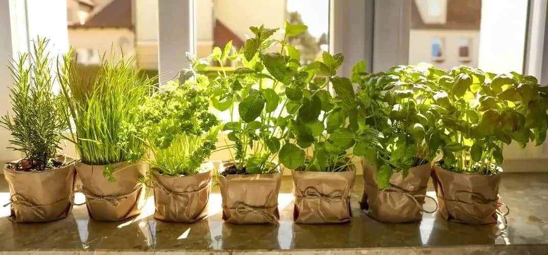 Jak sadzić zioła na parapecie i cieszyć się świeżymi dodatkami do potraw